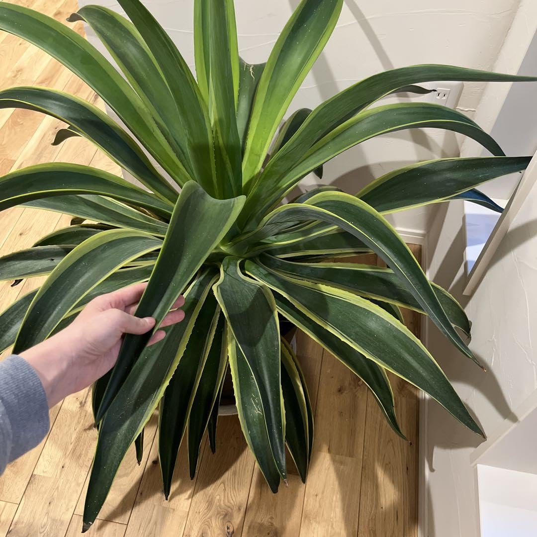 アガベ Agave 抜き苗　ベネズエラ　特大サイズ　直径1m超え Amazon.co.jp: アガベ Agave 抜き苗 ベネズエラ 特大サイズ 直径